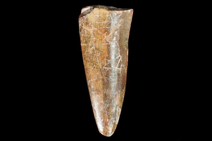 Large, Phytosaur Tooth - Adamana, Arizona #66411